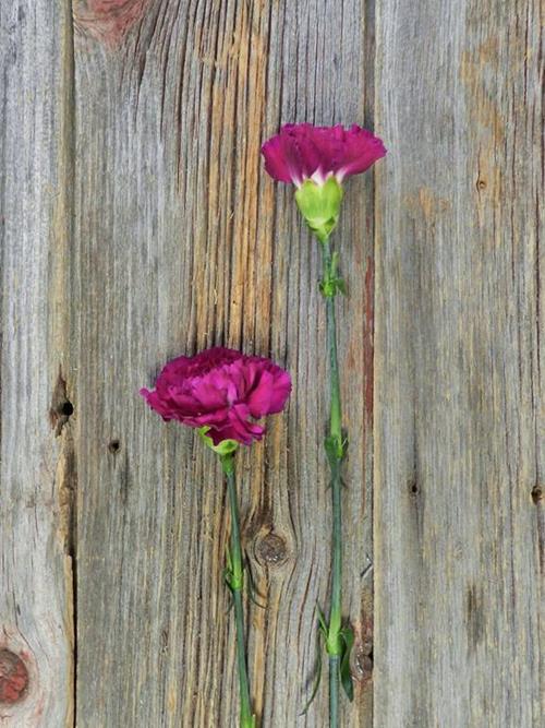 ZAFIRO PURPLE CARNATIONS